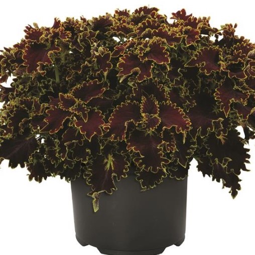 Coleus Main Street Portage Avenue 51 51 Tray Griffin Greenhouse Supplies