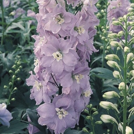 Delphinium Seed Griffin Greenhouse Supplies