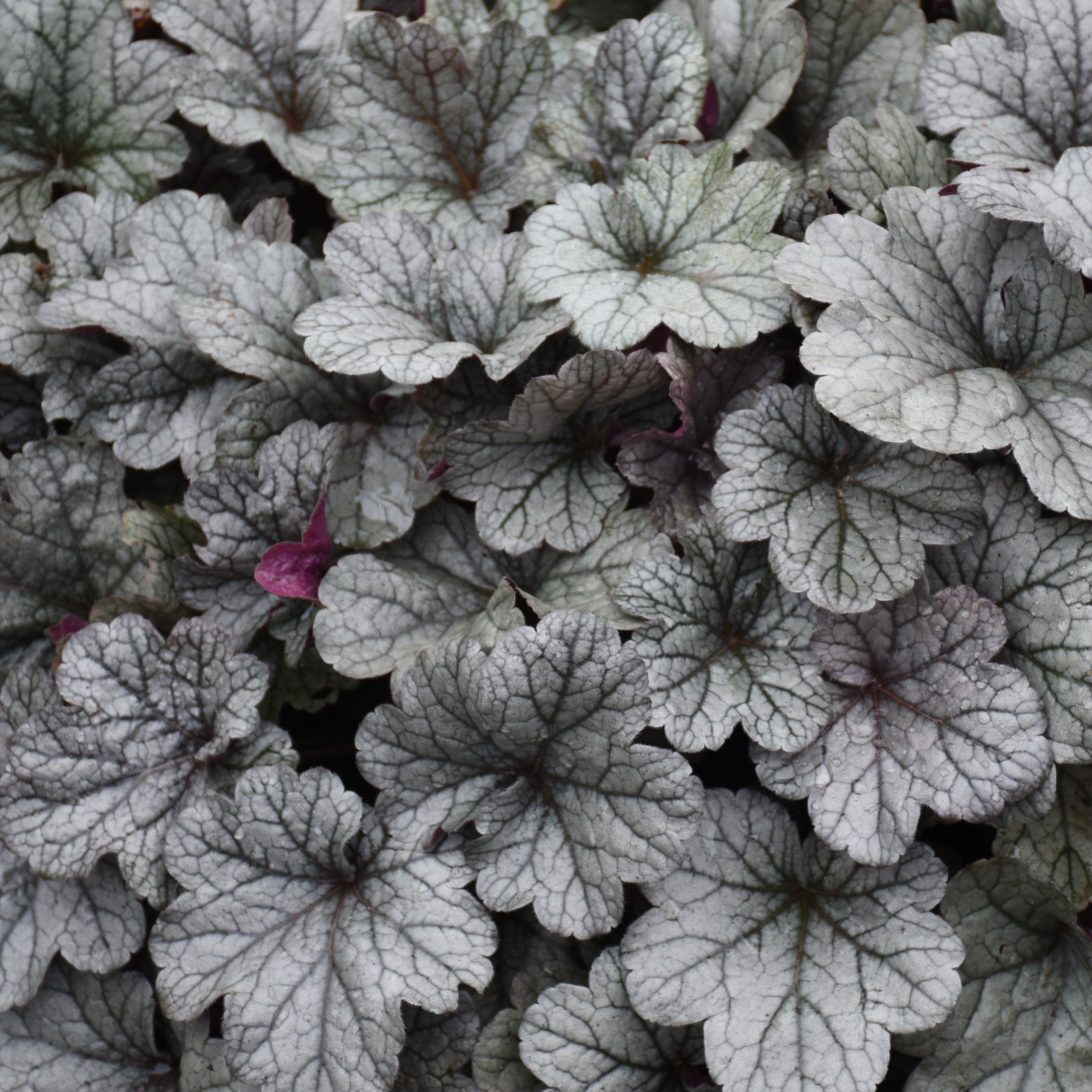 You Searched For Heuchera Walters Griffin Greenhouse Supplies