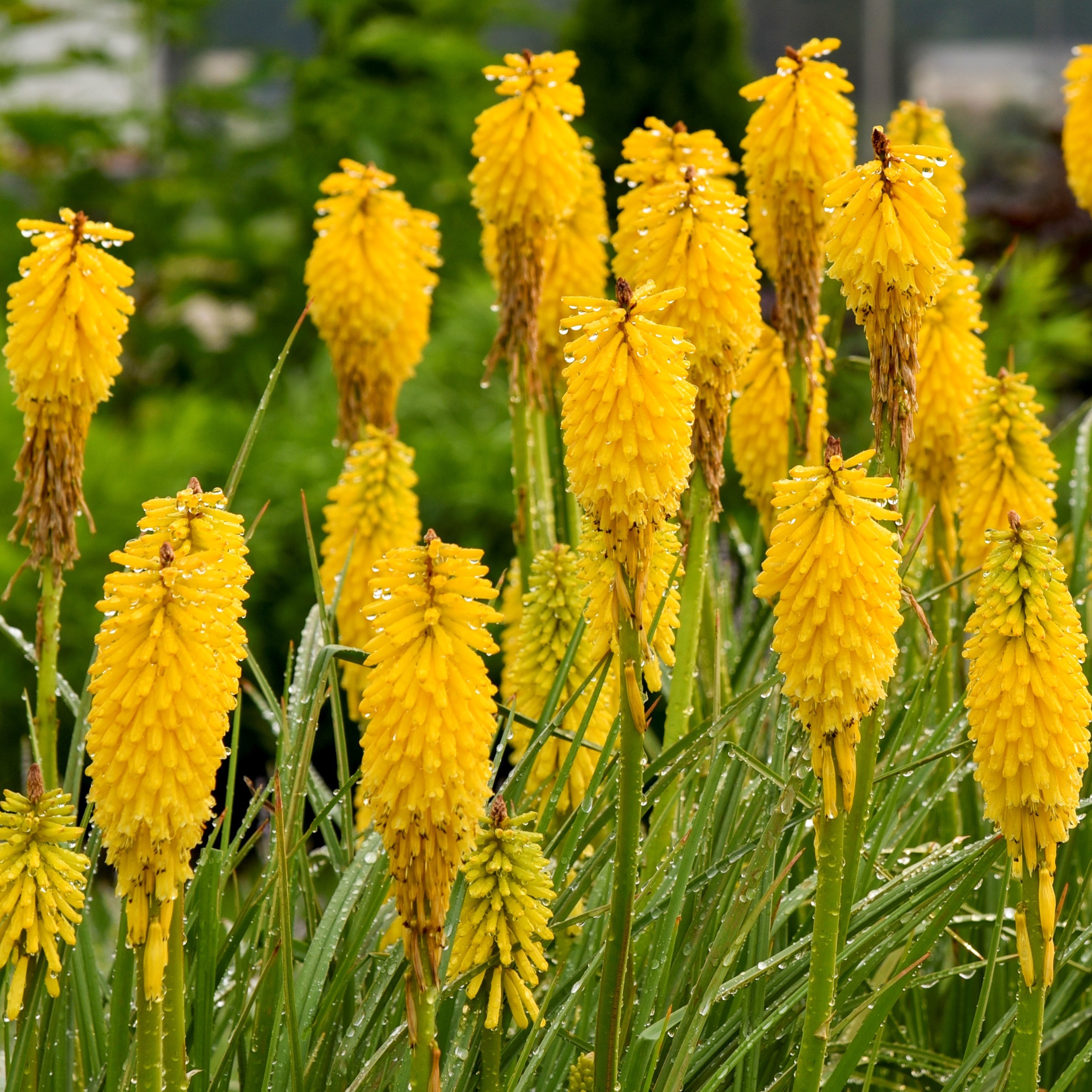 You Searched For Kniphofia Walters Griffin Greenhouse Supplies