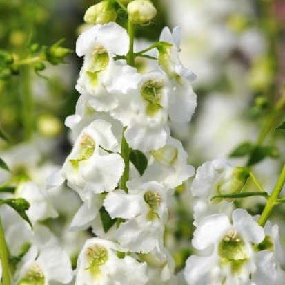 Angelonia Seed - Griffin Greenhouse Supplies