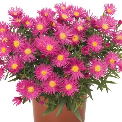 Aris Green Leaf Garden Mums & Asters Rooted - Griffin Greenhouse Supplies