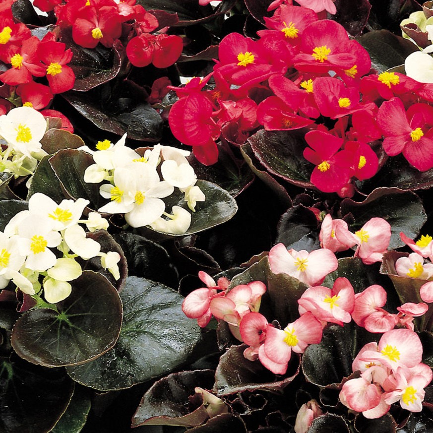 Begonia Seeds - Griffin Greenhouse Supplies