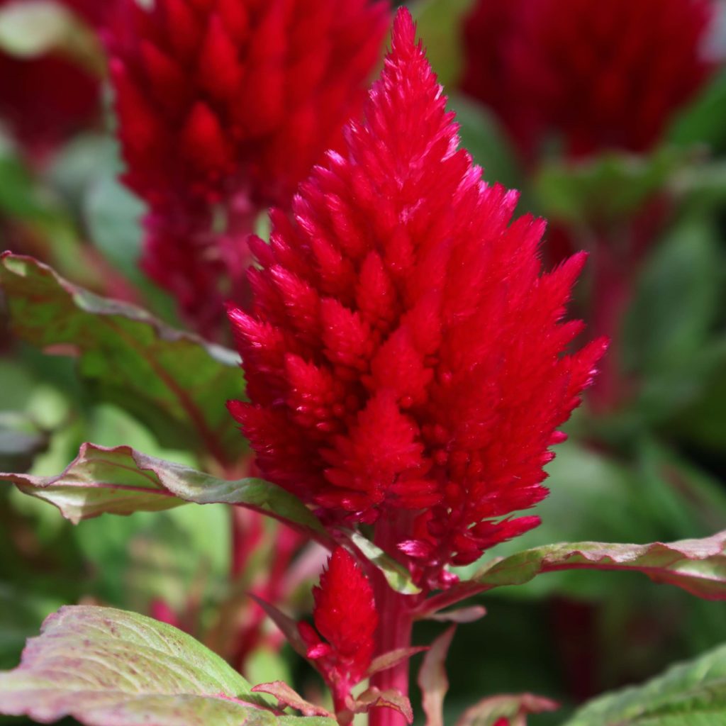 Celosia Seed - Griffin Greenhouse Supplies