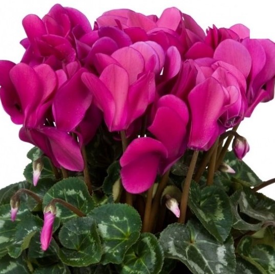 Cyclamen Seed - Griffin Greenhouse Supplies