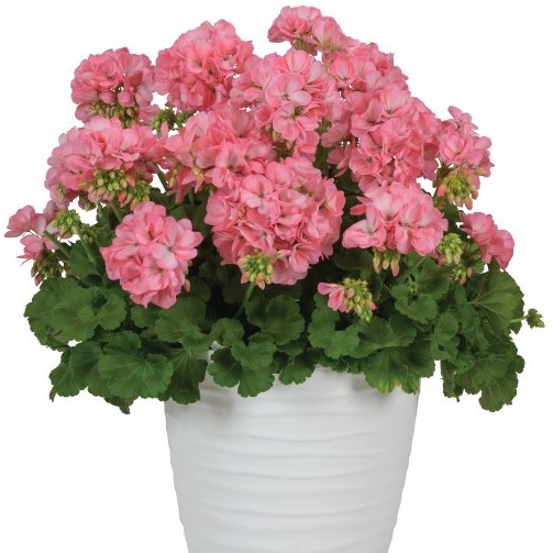 Geranium Big EEZE Sakura 104/100 CC Ethiopia - Griffin Greenhouse Supplies