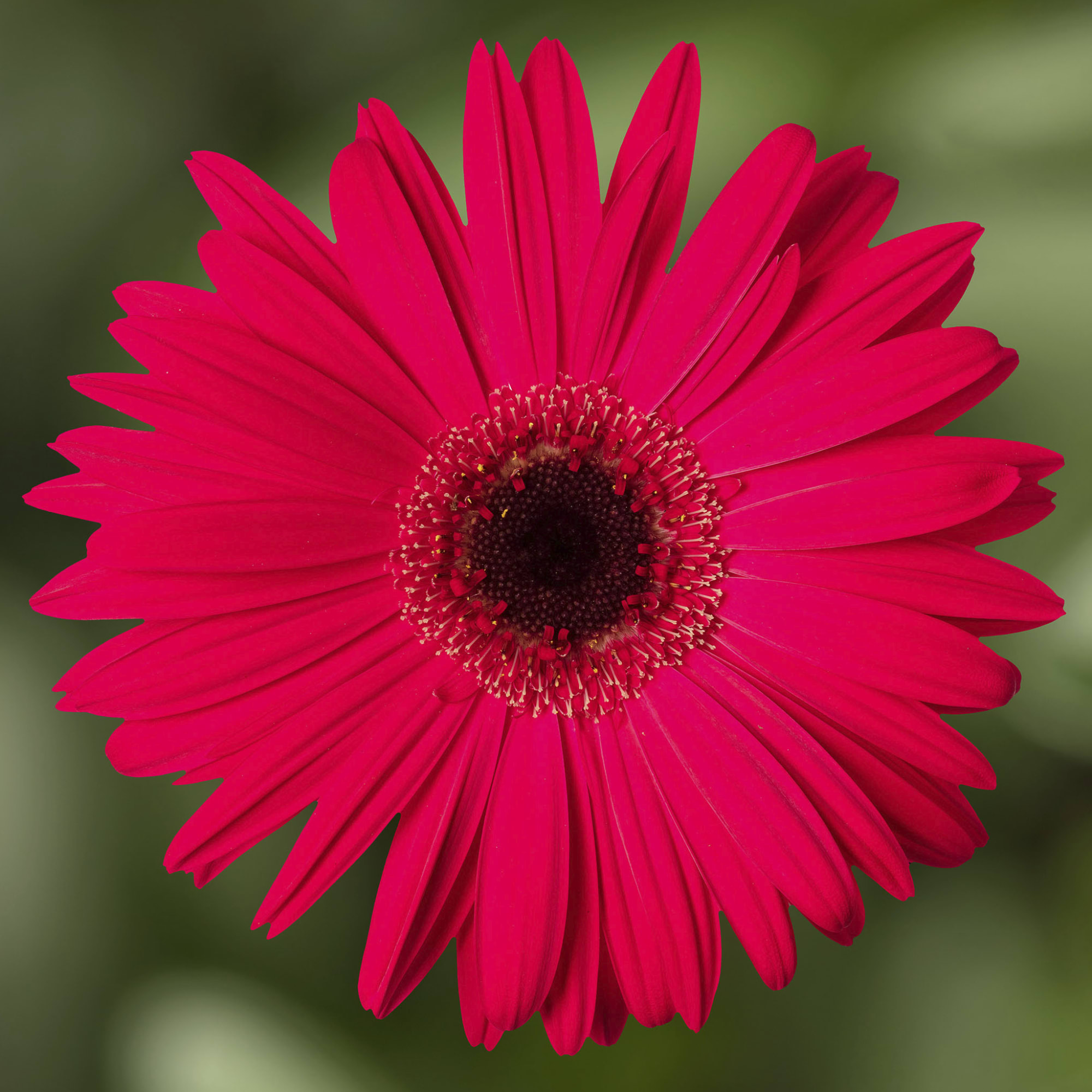 Gerbera Jaguar Rose Dark Center (005000) (5K) CTD - Griffin Greenhouse ...