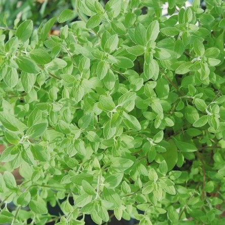 Aris/Green Leaf Herb Plugs - Griffin Greenhouse Supplies