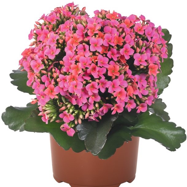 Dummen Orange Kalanchoe - Griffin Greenhouse Supplies