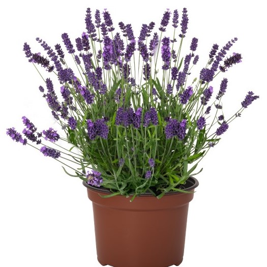 Lavandula Lavender LaDiva Vintage Violet 102/100 URC Strip AutoStix ...