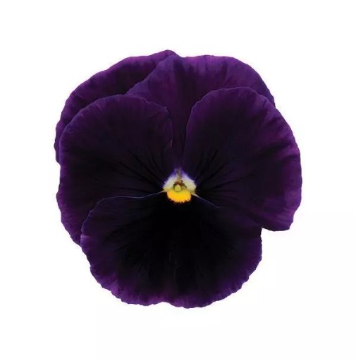 Pansy Seed - Griffin Greenhouse Supplies