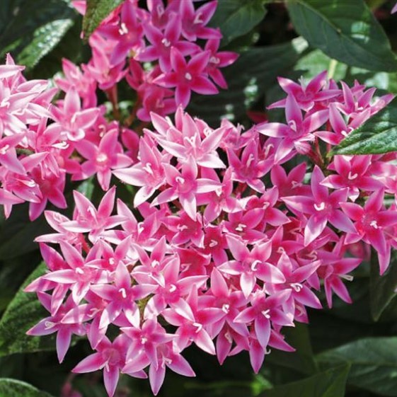 Pentas Seed - Griffin Greenhouse Supplies