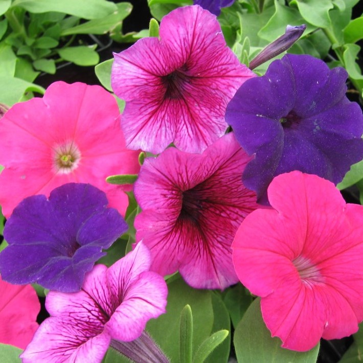 Petunia Hurrah Berry Tart Mix (000500) (500s*) PLT - Griffin Greenhouse ...