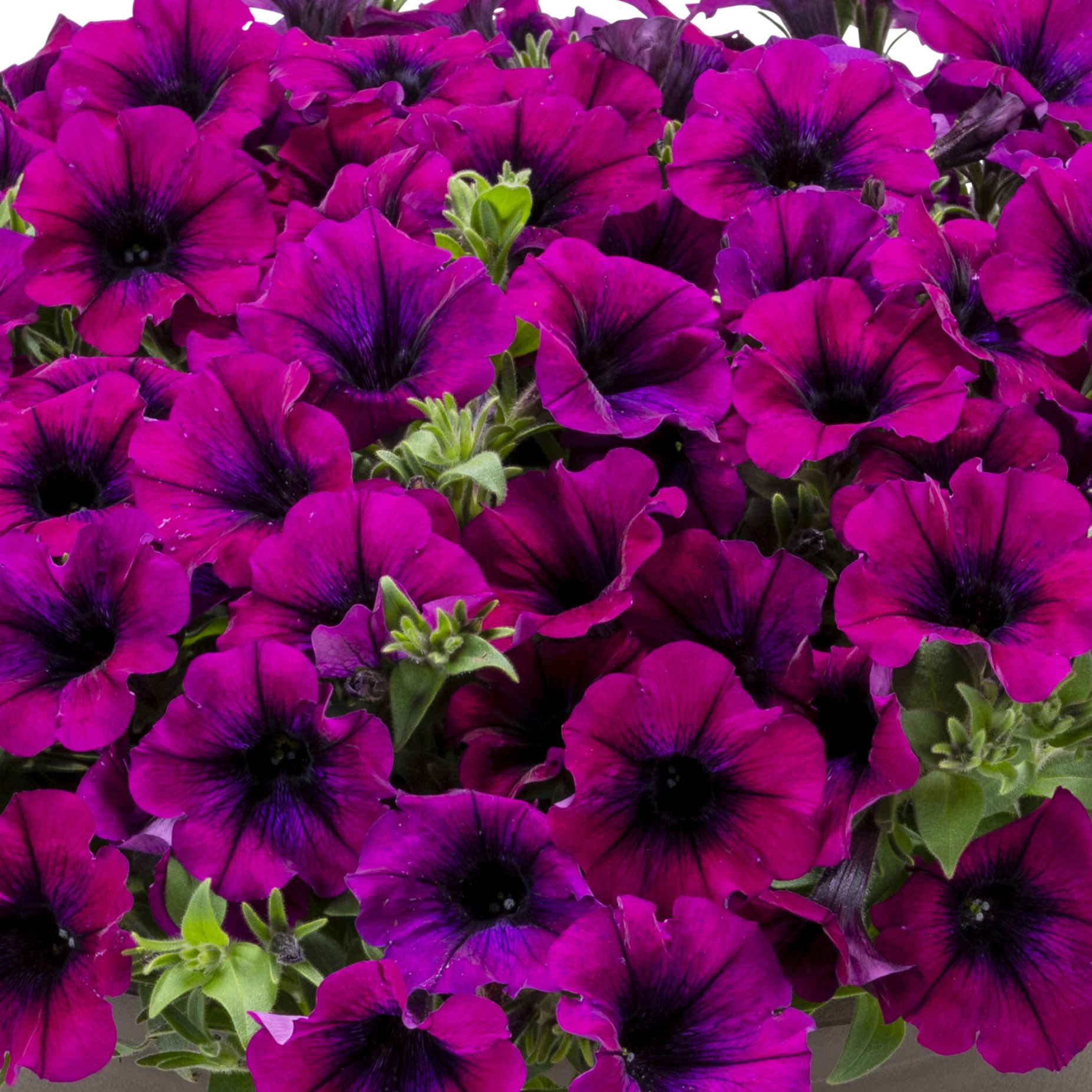 Petunia Surfinia Heavenly Cabernet 51/51 Tray - Griffin Greenhouse Supplies