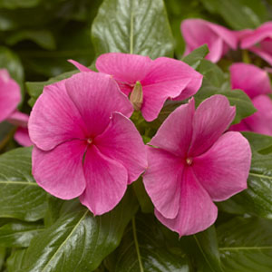 Vinca Seed - Griffin Greenhouse Supplies