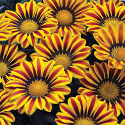 Flower Power Tights - Plus Size Hosiery - Retro - Gigi's Canada – Gigi's  House Of Frills